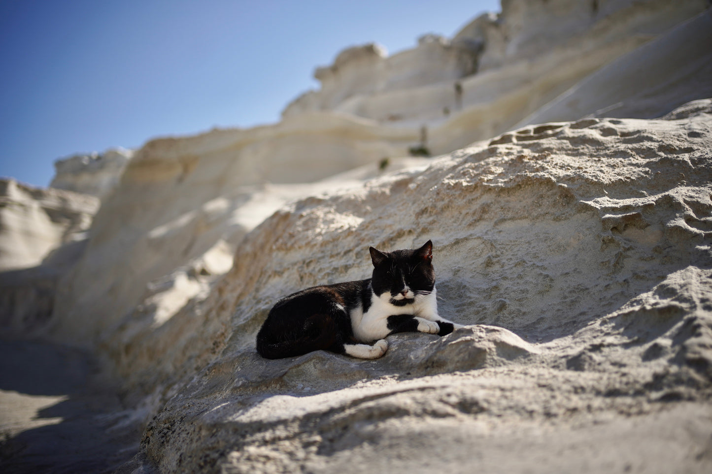Miau