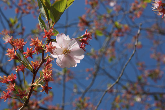 Spring fever