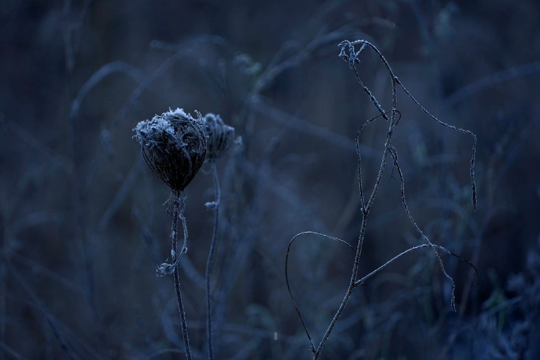 Silent Frost